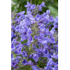 Kocimiętka 'Blue Planet' | Nepeta hybrida
