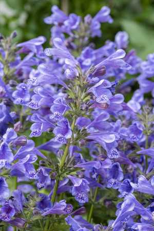 Kocimiętka 'Blue Planet' | Nepeta hybrida