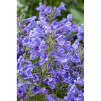 Kocimiętka 'Blue Planet' | Nepeta hybrida