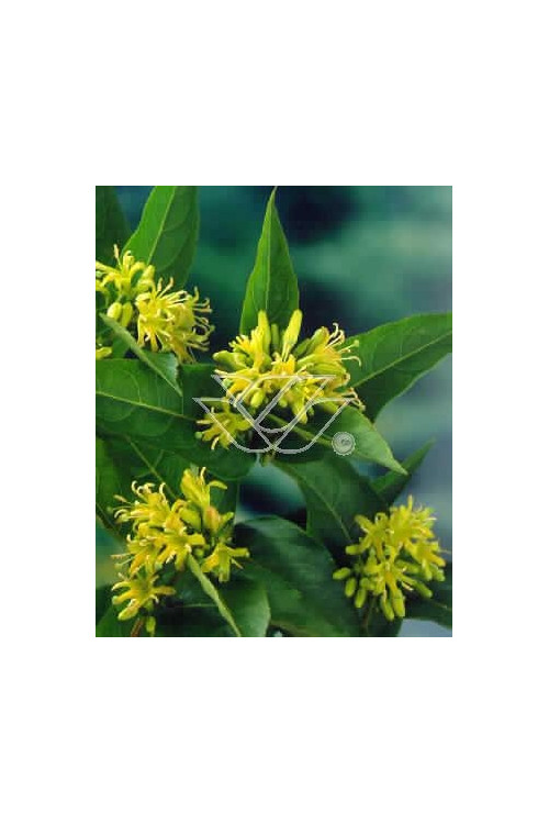 Diervilla / Zadrzewinka Diervilla splendens