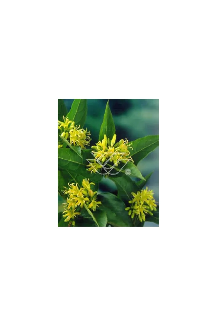 Diervilla / Zadrzewinka Diervilla splendens