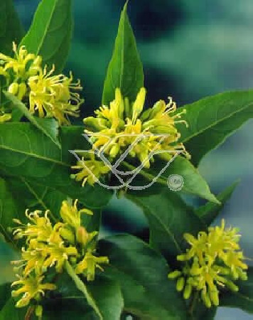 Diervilla / Zadrzewinka Diervilla splendens