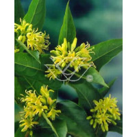 Diervilla / Zadrzewinka Diervilla splendens