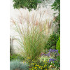 Miskant chiński 'Gracillimus' | Miscanthus sinensis