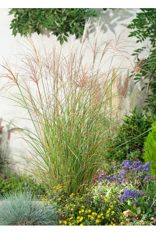 Miskant chiński 'Gracillimus' | Miscanthus sinensis