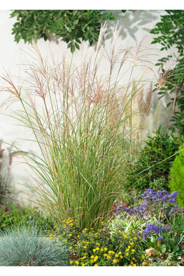 Miskant chiński 'Gracillimus' | Miscanthus sinensis