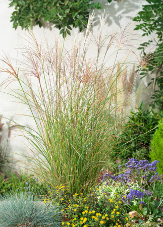 Miskant chiński 'Gracillimus' | Miscanthus sinensis