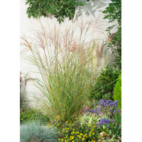 Miskant chiński 'Gracillimus' | Miscanthus sinensis