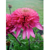 Jeżówka 'Southern Belle' Echinacea