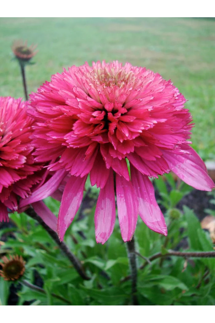 Jeżówka 'Southern Belle' Echinacea
