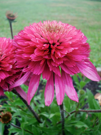Jeżówka 'Southern Belle' Echinacea