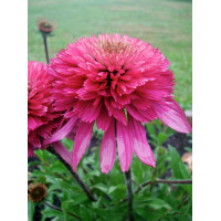 Jeżówka 'Southern Belle' Echinacea