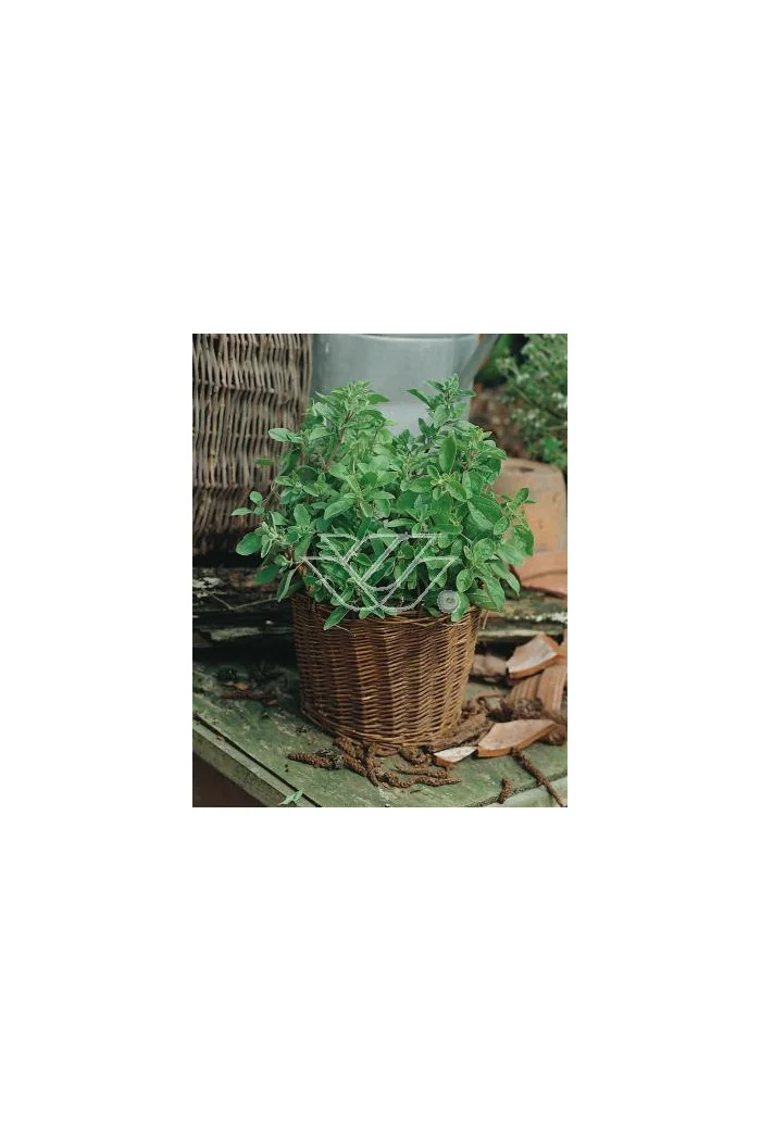 Majeranek Origanum majorana