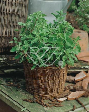 Majeranek Origanum majorana