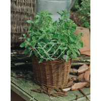 Majeranek Origanum majorana