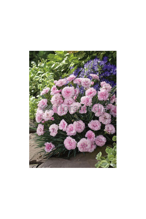 Goździk 'Candy Floss' Dianthu