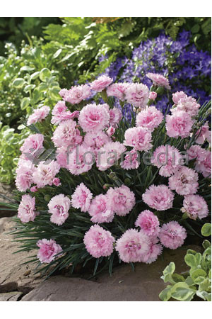 Goździk 'Candy Floss' Dianthu