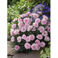 Goździk 'Candy Floss' Dianthu