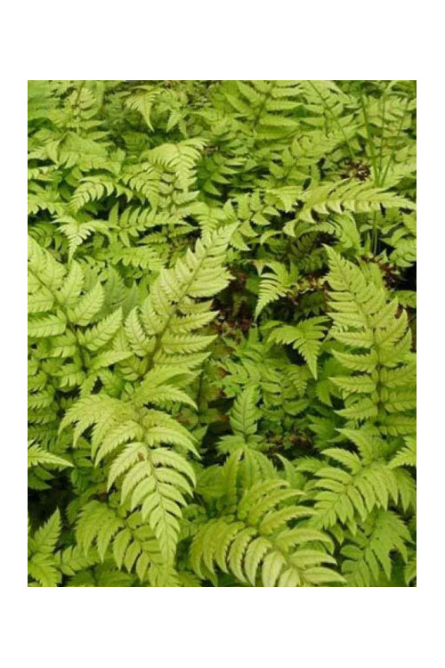 Paprotnik lśniący | Polystichum rigens