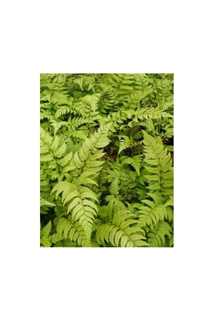 Paprotnik lśniący | Polystichum rigens