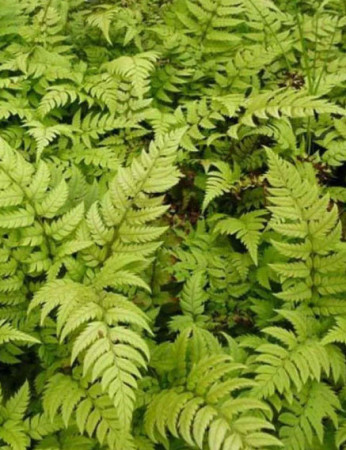 Paprotnik lśniący | Polystichum rigens