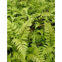 Paprotnik lśniący | Polystichum rigens