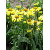 Jeżówka 'Cleopatra' Echinacea