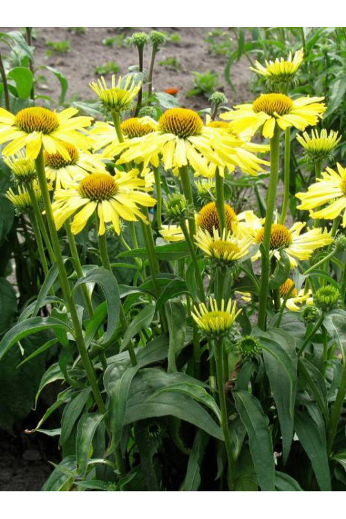 Jeżówka 'Cleopatra' Echinacea