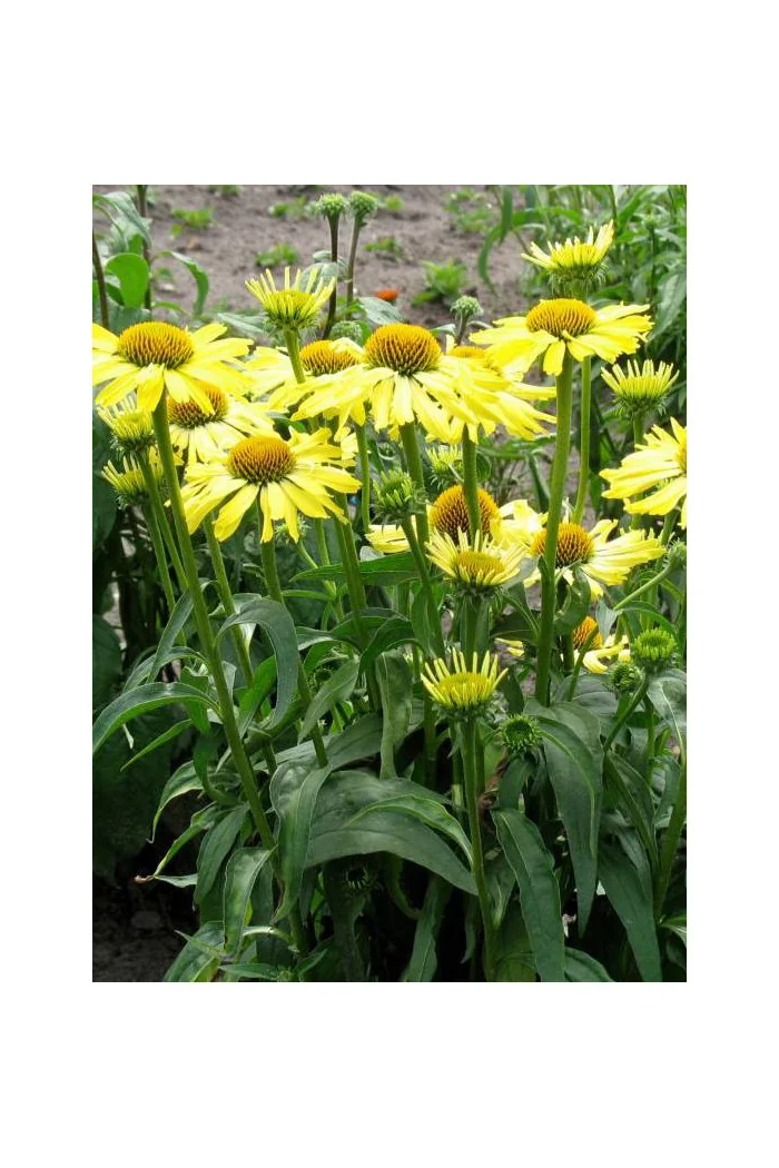 Jeżówka 'Cleopatra' Echinacea