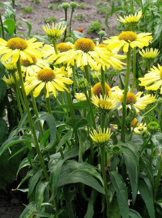 Jeżówka 'Cleopatra' Echinacea