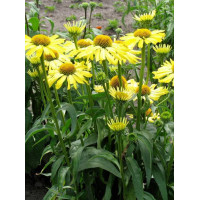 Jeżówka 'Cleopatra' Echinacea
