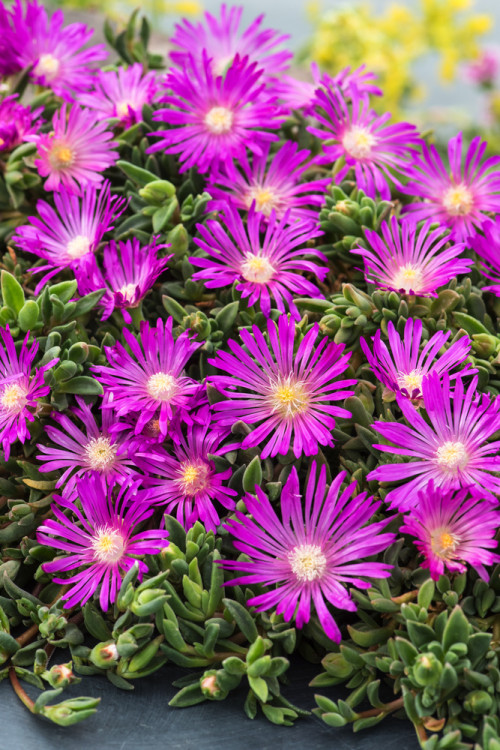 Słonecznica Coopera | Delosperma cooperi
