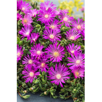 Słonecznica Coopera | Delosperma cooperi