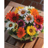 Gazania