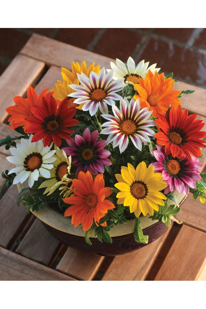 Gazania