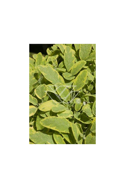 Szałwia lekarska 'Icterina' Salvia officinalis