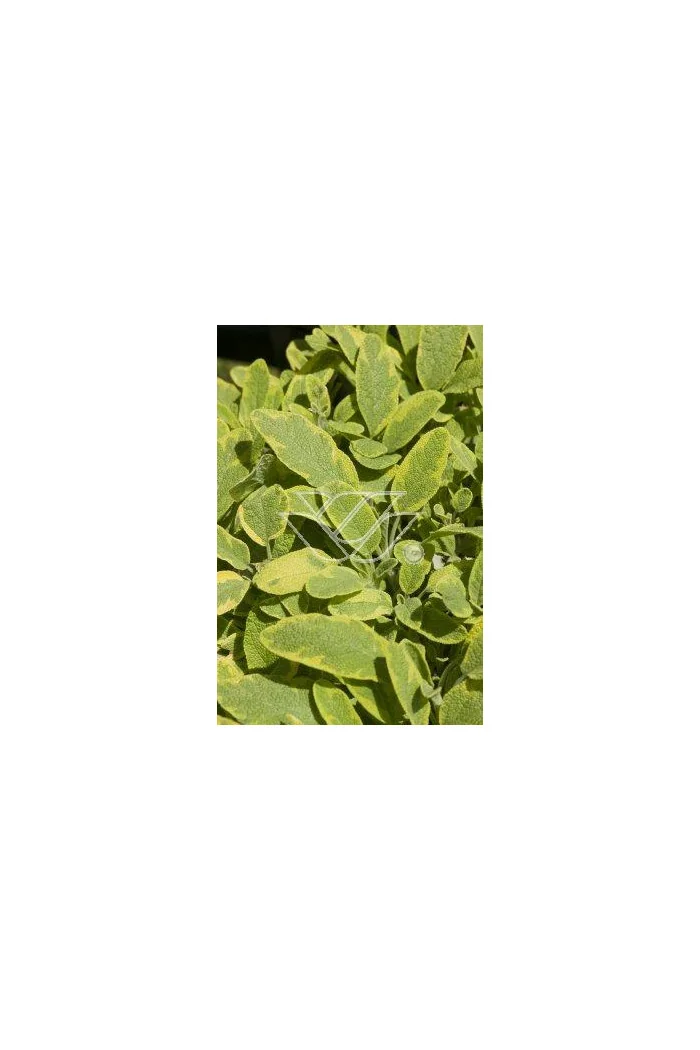 Szałwia lekarska 'Icterina' Salvia officinalis