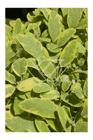 Szałwia lekarska 'Icterina' Salvia officinalis