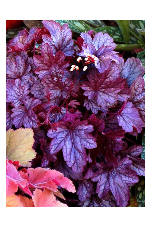 Żurawka 'Shanghai'| Heuchera