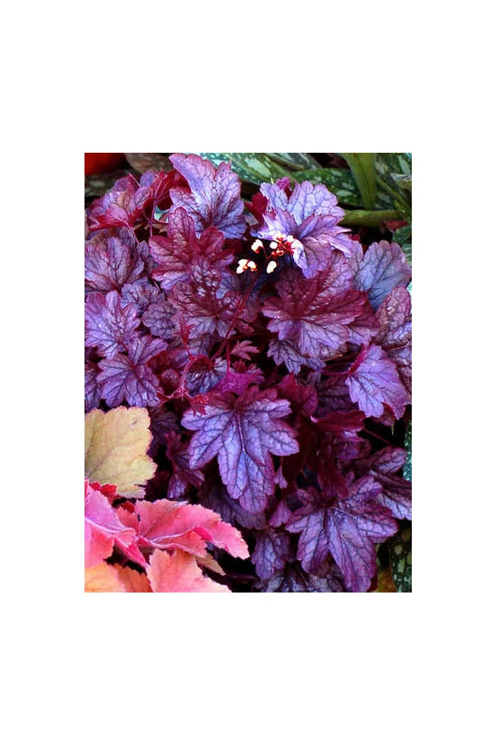 Żurawka 'Shanghai'| Heuchera