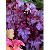 Żurawka 'Shanghai'| Heuchera