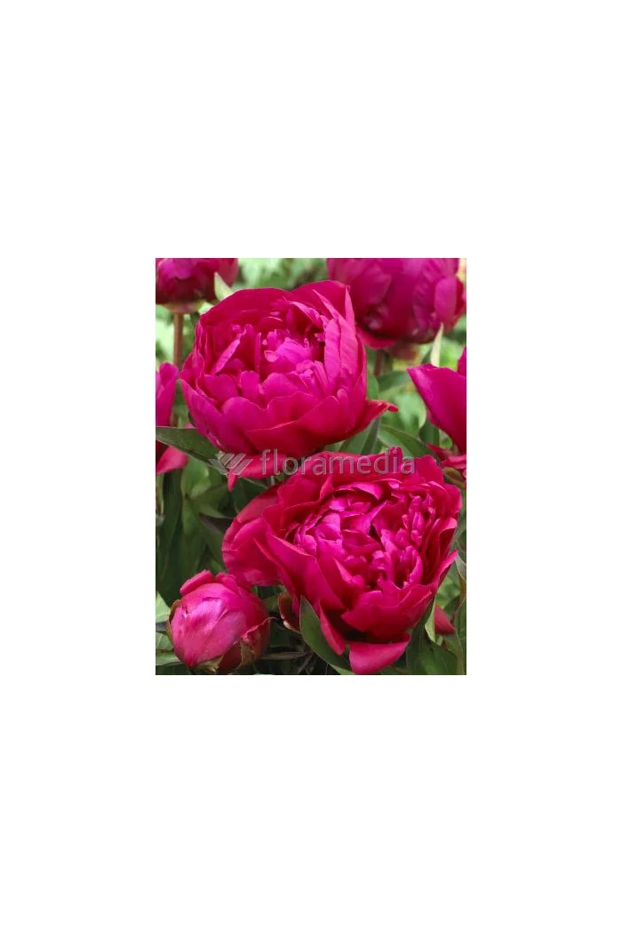 Piwonia chińska 'Bunker Hill' Paeonia lactiflora