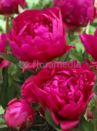 Piwonia chińska 'Bunker Hill' Paeonia lactiflora