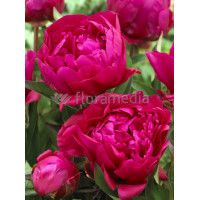 Piwonia chińska 'Bunker Hill' Paeonia lactiflora