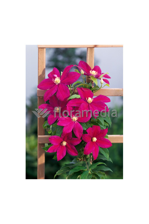 Powojnik 'Sunset' | Clematis