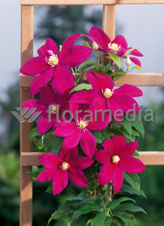 Powojnik 'Sunset' | Clematis