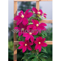 Powojnik 'Sunset' | Clematis