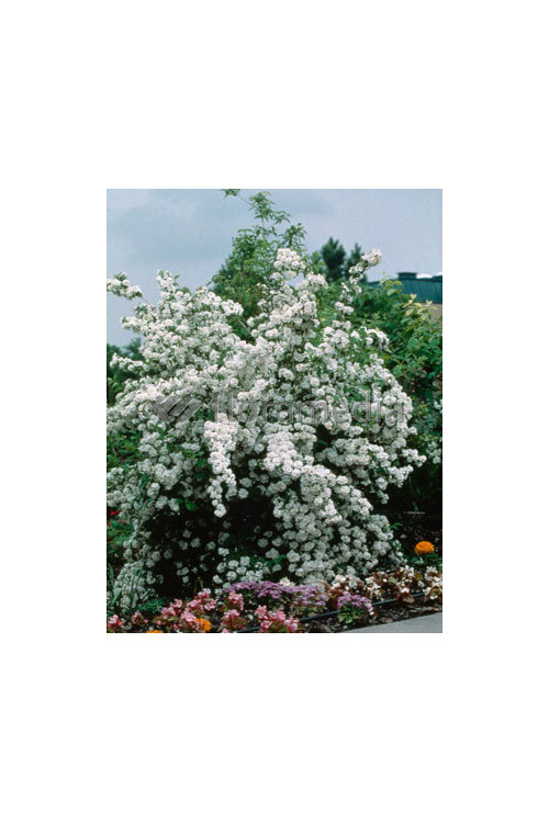 jaśminowiec, jaśminowiec wonny, jaśminowiec Albatre, Philadelphus