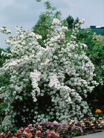 jaśminowiec, jaśminowiec wonny, jaśminowiec Albatre, Philadelphus