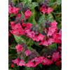 Miodunka 'Shrimps on the Barbie' | Pulmonaria